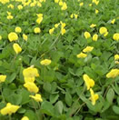 Man&iacute; forrajero