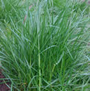 Ryegrass Anual