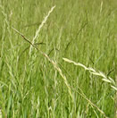 Ryegrass Perenne